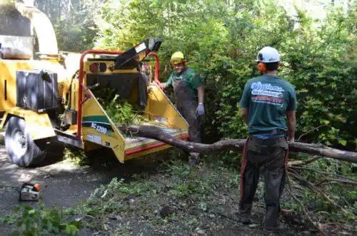 tree services Walkerton